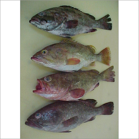 ठंडी ग्रूपर मछली