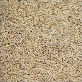 Raw Basmati Rice