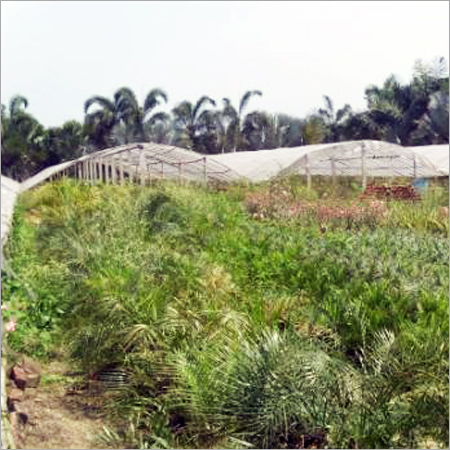 Nursery & Poly Houses