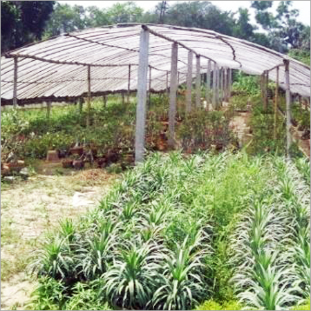 Nursery & Poly Houses