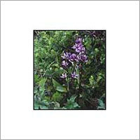 कालमेघ (एंड्रोग्राफिस पैनिकुलता)