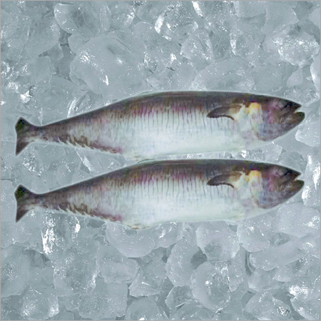 किंग फिश