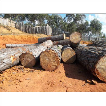 पाइनवुड इमारती लकड़ी