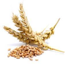ग Wheat