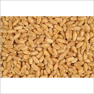 Wheat Grains