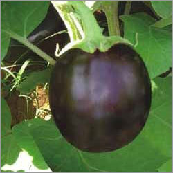 बैंगन का पौधा