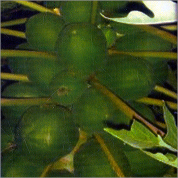 हरे पपीते