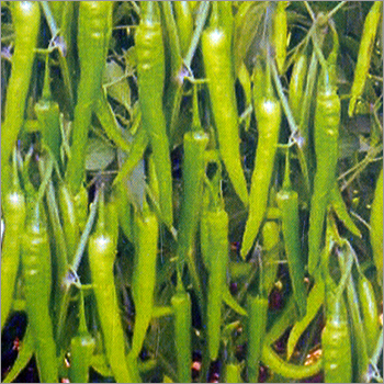 हरा मिर्च