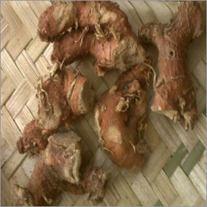 गालंगाल जड़ों