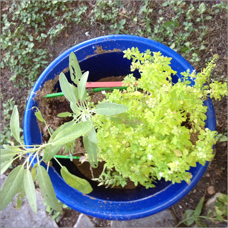 टेरेस गार्डन