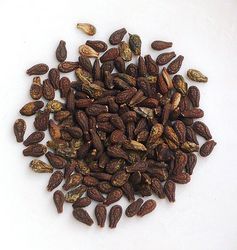 शिवलिंगी बीज