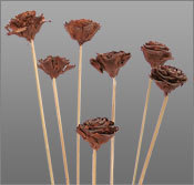 सिडर रोज़ सूखे फूल