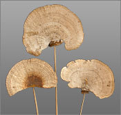 सूखे स्पंज मशरूम