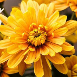 गुलदाउदी के फूल