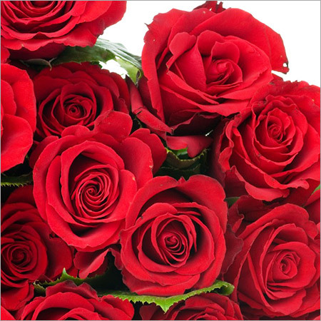 लाल गुलाब