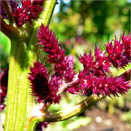 ताज़ा अमरांथ