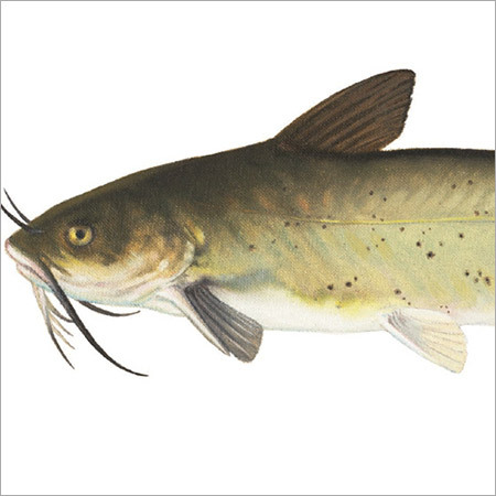 बिल्ली मछली