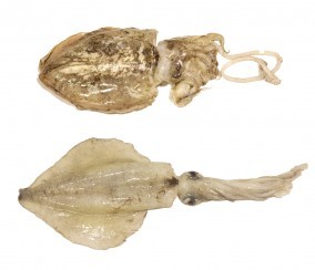 कटलफिश और स्क्विड