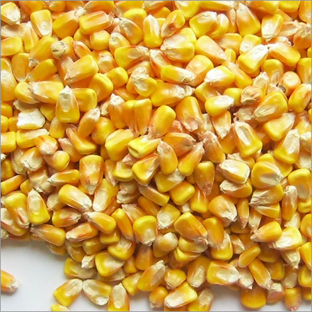 मक्का के बीज
