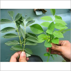 हर्बल औषधि पौधे