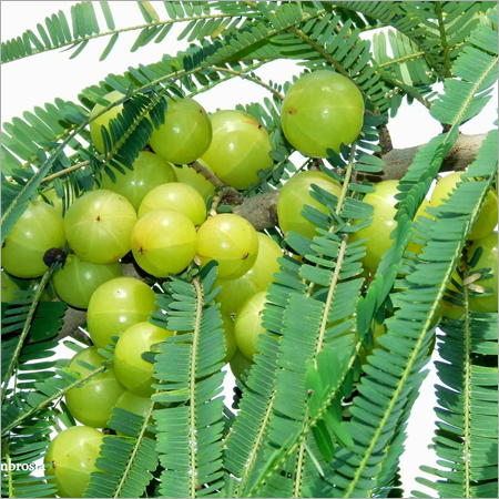 ताज़ी आंवले के फल
