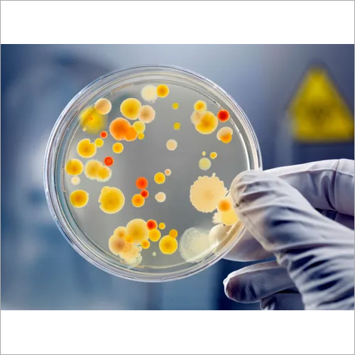 Bacterial Cultures