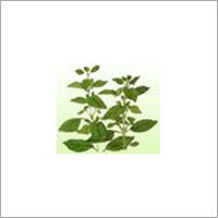 वेसिल (मीठा) (ओसिमम बेसिलिकम)