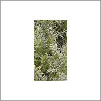 रोमन कैमोमाइल (Chamaemelum Nobile)