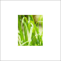 सिट्रोनेला (Cymbopogon Nardus)