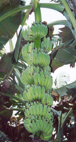 Karpooravalli Banana