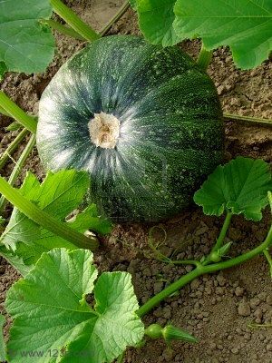 Pumpkin