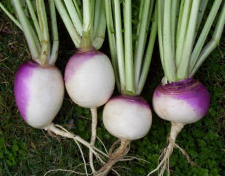 शलजम