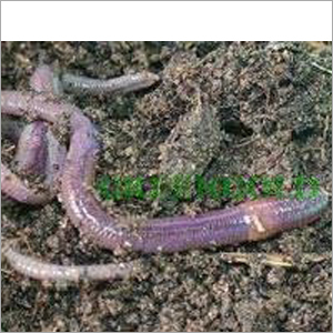 Eudrilus Eugeniae