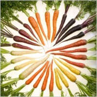 ताज़ी गाजर