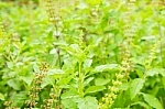 हर्बल्स