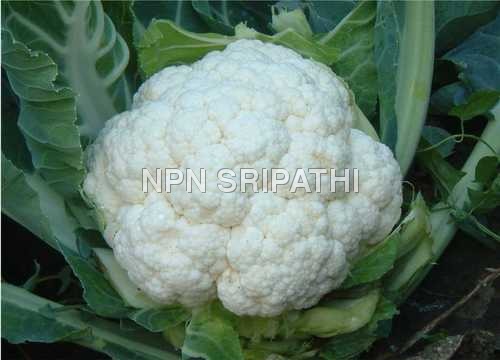 गोभी
