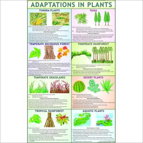 पौधों में अनुकूलन चार्ट आयाम: 70 X 100 सेंटीमीटर (Cm)