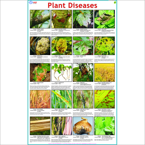 पादप रोग चार्ट आयाम: 70 X 100 सेंटीमीटर (Cm)