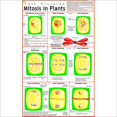 मिटोसिस चार्ट आयाम: 70 X 100 सेंटीमीटर (Cm)