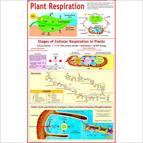 Bacteria Chart - 55 x 90 cm, Multicolour Laminated Design with Dual Language Options and Superior Plastic Rollers