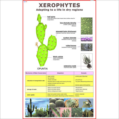 ज़ेरोफाइट्स चार्ट आयाम: 70 X 100 सेंटीमीटर (Cm)