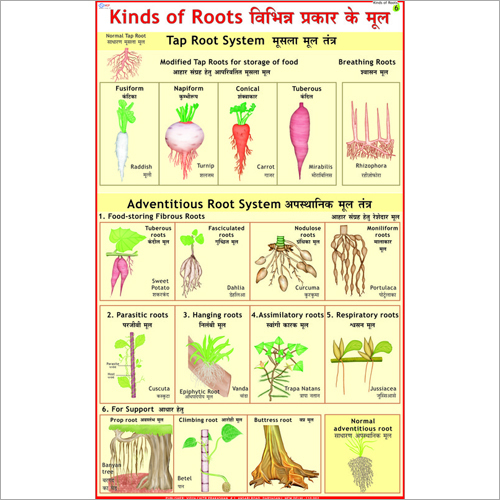 रूट्स के प्रकार (रूट मॉडिफिकेशन) चार्ट आयाम: 70 X 100 सेंटीमीटर (Cm)