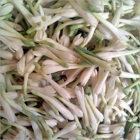 ताज़ा सफेद फूल