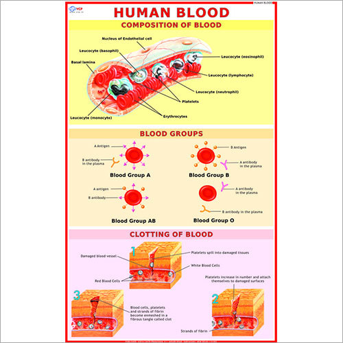 मानव रक्त कोशिका चार्ट आयाम: 70 X 100 सेंटीमीटर (Cm)