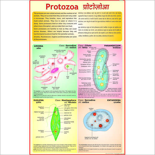 प्रोटोजोआ चार्ट आयाम: 70 X 100 सेंटीमीटर (Cm)