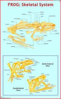 मेंढक: स्केलेटल सिस्टम चार्ट आयाम: 70 X 100 सेंटीमीटर (सेमी)