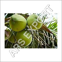 हरा नारियल
