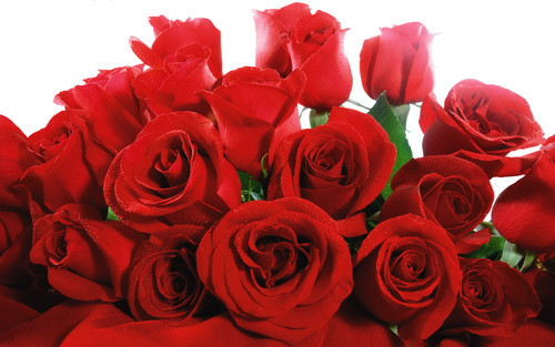 Natural Red Roses 