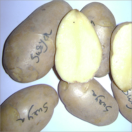 कुफरी सूर्या