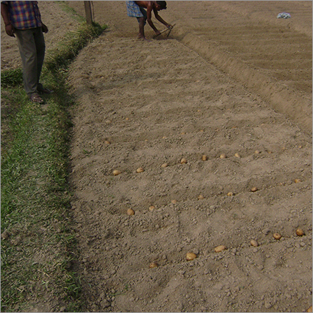 सम्पूर्ण कंद की बुवाई